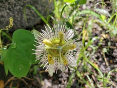 Passiflora pallens