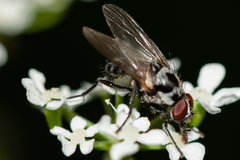 Anthomyia pluvialis