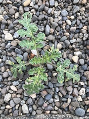 Solanum rostratum