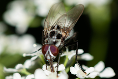 Anthomyia pluvialis
