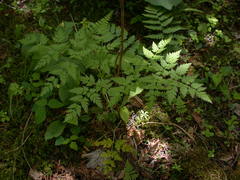 Conioselinum chinense