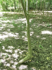 Euonymus hamiltonianus