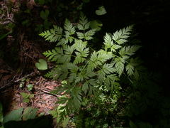 Conioselinum chinense