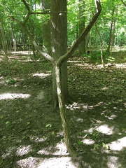 Euonymus hamiltonianus