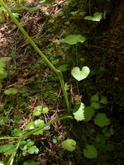 Conioselinum chinense