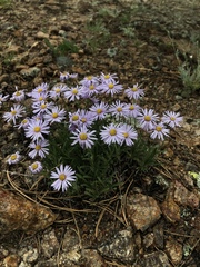 Erigeron vetensis