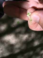 Euonymus hamiltonianus