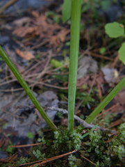 Conioselinum chinense