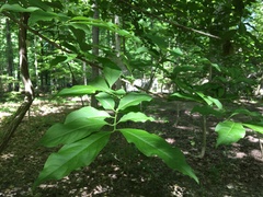 Euonymus hamiltonianus
