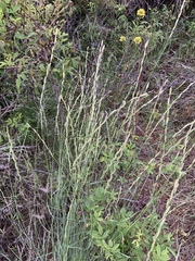 Pseudoroegneria spicata