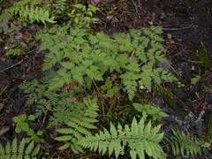 Conioselinum chinense
