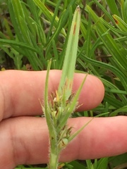 Scleria ciliata
