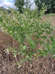 Zygophyllum fabago