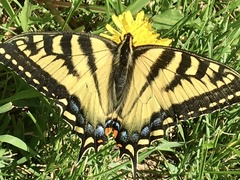 Papilio canadensis × glaucus