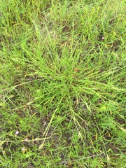 Scleria ciliata