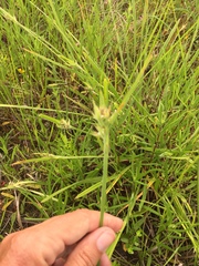 Scleria ciliata