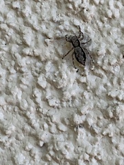 Menemerus bivittatus