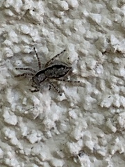 Menemerus bivittatus