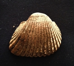 Larkinia grandis