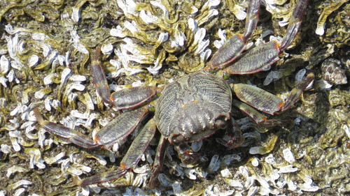 Mottled Lightfoot Crab, photo 6 of 7