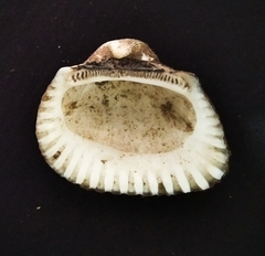 Larkinia grandis
