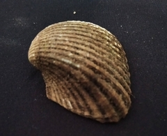 Larkinia grandis