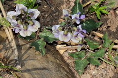 Dolichos decumbens