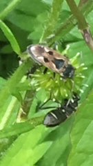 Rhyparochromus vulgaris