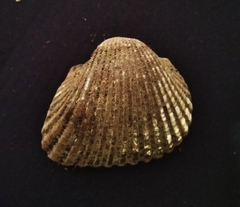 Larkinia grandis