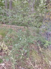 Crataegus monogyna
