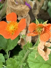 Geum coccineum