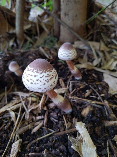 Leucoagaricus americanus image