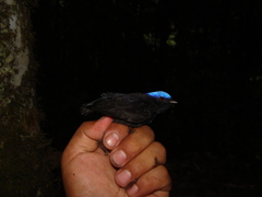 Lepidothrix coronata