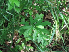 Geum vernum