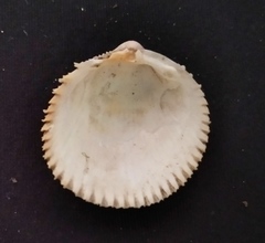 Dallocardia senticosa