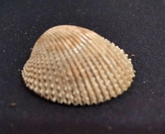Dallocardia senticosa