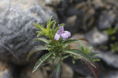 Dyschoriste crenulata