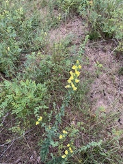 Linaria dalmatica dalmatica