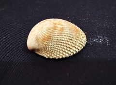Dallocardia senticosa