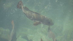 Lutjanus argentimaculatus