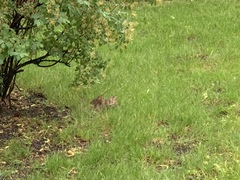 Sylvilagus floridanus