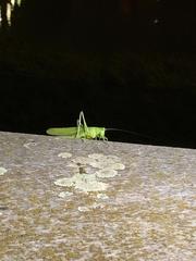 Tettigonia viridissima