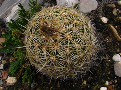 Coryphantha radians