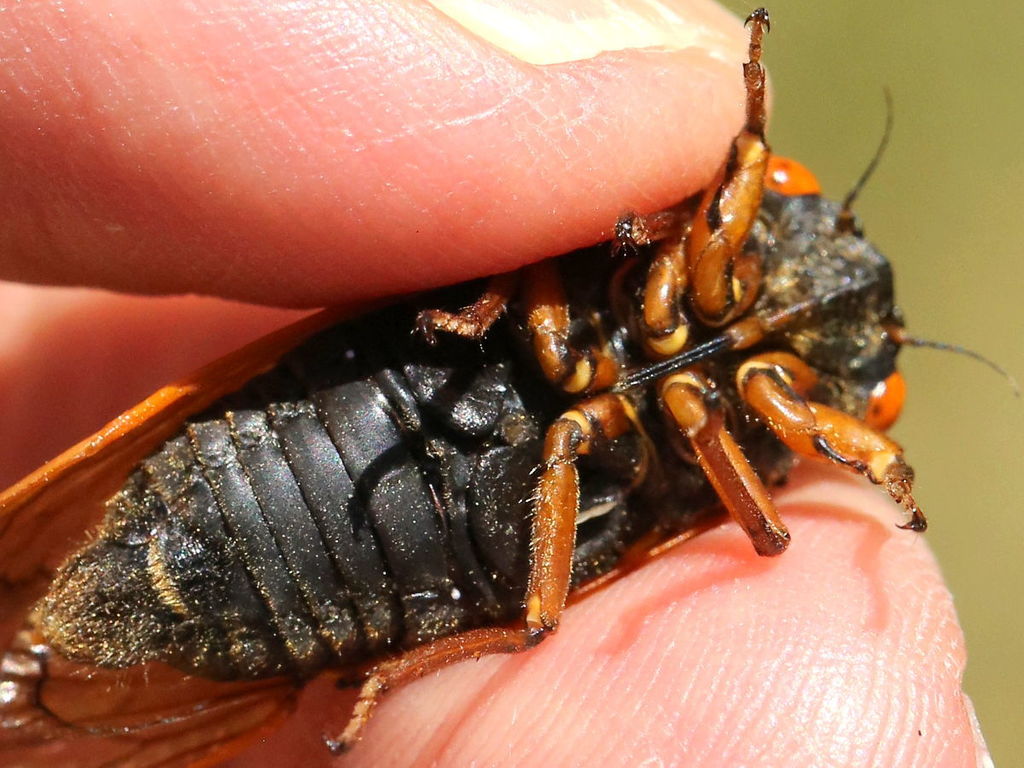 Cassin's 17-year Cicada