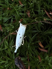 Microcrambus biguttellus