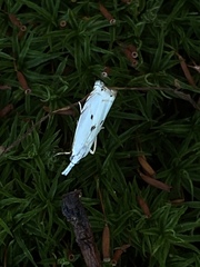 Microcrambus biguttellus