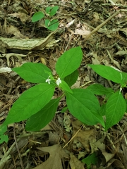 Yeatesia viridiflora