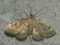 Anania tertialis