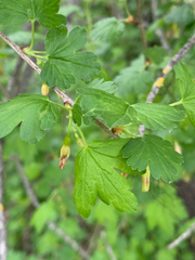 Ribes divaricatum