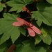Acer circinatum - Photo (c) natureguy,  זכויות יוצרים חלקיות (CC BY-NC-ND), uploaded by natureguy